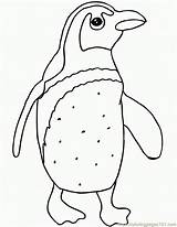 King Penguin Coloring Page sketch template