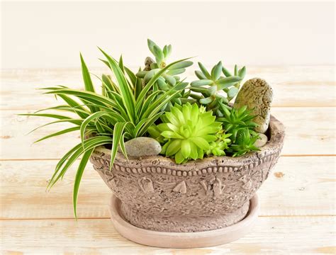 Container Grown Succulents - Tips On Growing Succulents In Pots