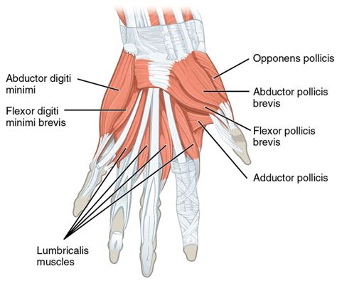 Lumbricals of the Hand - Physiopedia