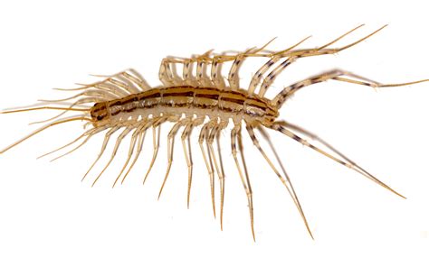 File:Scutigera coleoptrata.JPG - Wikipedia