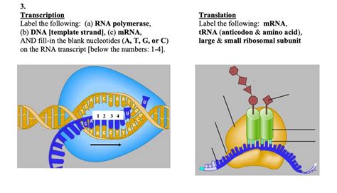 SOLVED: Transcription Label the following: RNA polymerase (b) DNA [template strand] , (c) mRNA ...