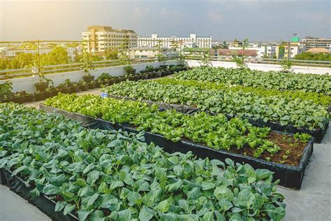 Urban agriculture: what economic model? - Bouygues Construction's blog