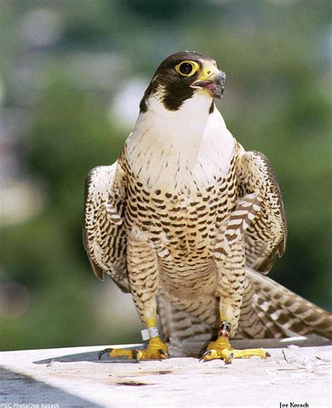 Avian Reintroduction and Translocation : Species : American peregrine falcon