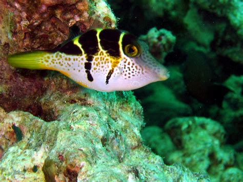 filefish