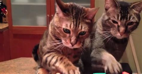 Watch These Adorable 2 Cats Perform a Piano Duet For You | iHeartCats ...