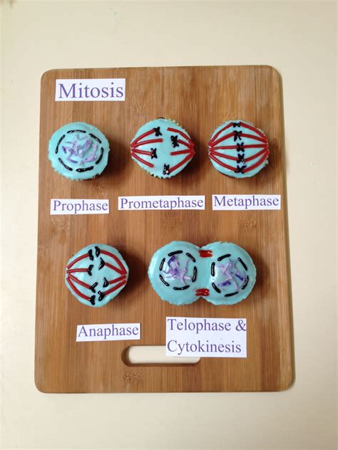 19 Inspired For 3d Model Of Mitosis And Meiosis - Pioneer Mockup