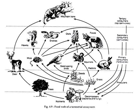 Food Web: Meaning and Types | Zoology