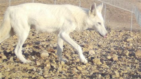 Rare white wolf spotted in Israel's Negev region - TrendRadars