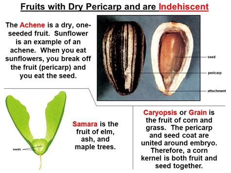 Caryopsis Fruit Examples