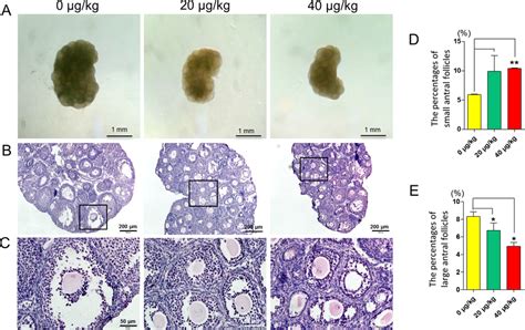 Effect of DEHP exposure on mouse ovaries. (A) Control and... | Download Scientific Diagram