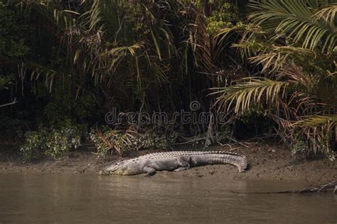 Crocodile in Sundarbans National Park in Bangladesh Stock Photo - Image of nature, expedition ...