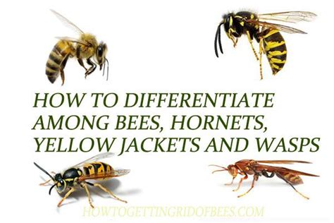 How to Differentiate among Bees, Hornets, Yellow Jackets And Wasps | Yellow jacket, Wasp, Yellow ...