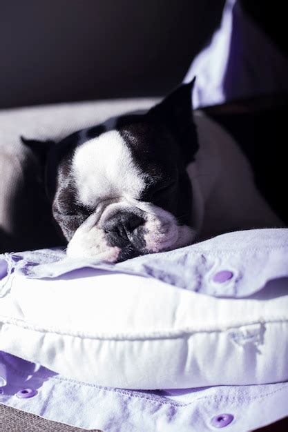 Premium Photo | French bulldog dog sleeping