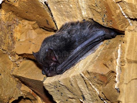 Bat sleeping in a cave stock photo. Image of rhinolophus - 85630962