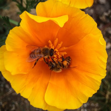 TOP 10 BEE-FRIENDLY FLOWERS - Beekeeping Like A Girl