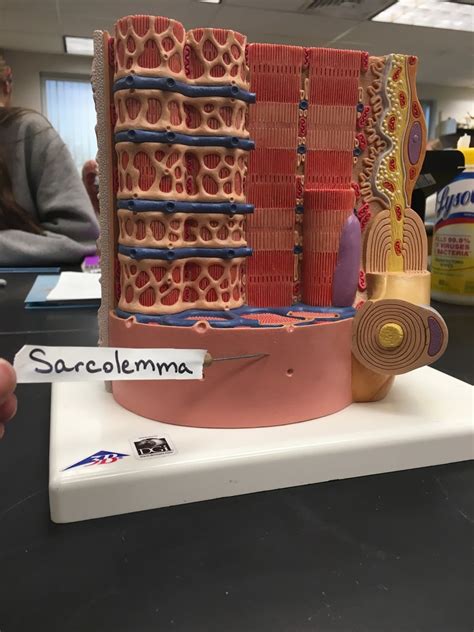 muscle fiber Diagram | Quizlet