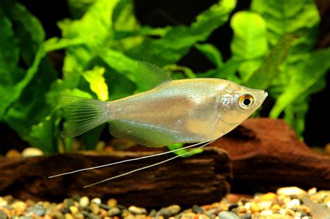 Gourami Fish Types: Guide to Gourami Types & Species - Fish Laboratory