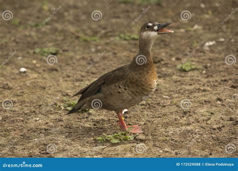 Brazilian Teal, Brazilian Duck Amazonetta Brasiliensis. Stock Photo ...