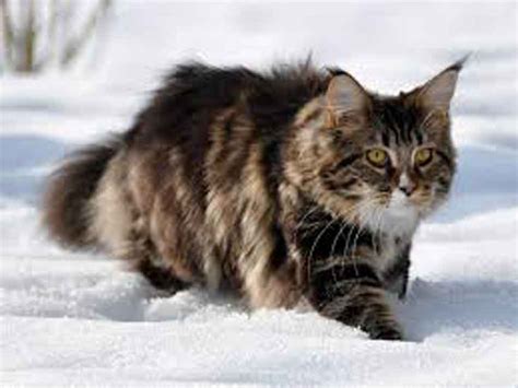 Can Maine Coons Stay Outside In The Cold? - Maine Coon Expert