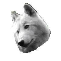 Meaning of 🐺 Wolf Face Emoji in 26 Languages