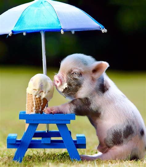 Pig eating ice cream | Cute baby animals, Cute little animals, Cute baby pigs