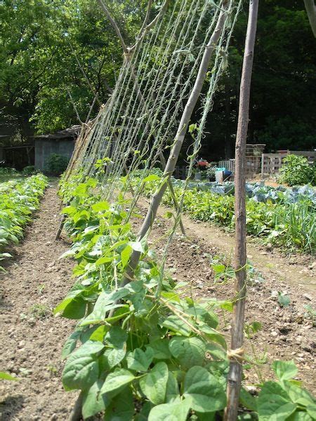 This is a green bean trellis that worked very well for us,and easy to ...