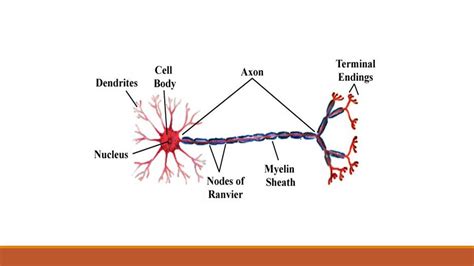 Nervous tissue: Neuron and Neuroglia - Online Biology Notes