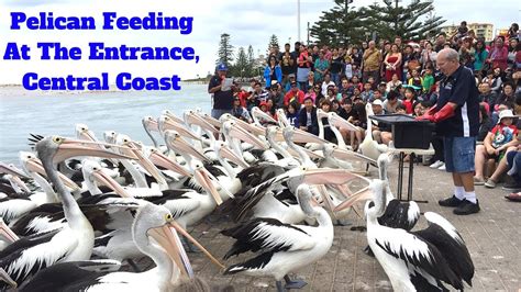 Pelican Feeding At The Entrance | Central Coast, Australia NSW - YouTube