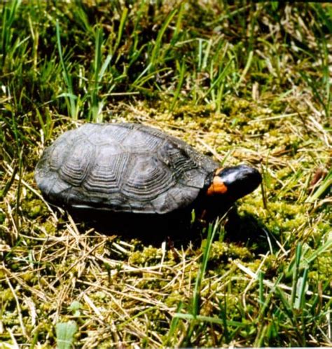 Bog Turtle | petmapz by Dr. Katz, Your veterinarian endorsed pet community!