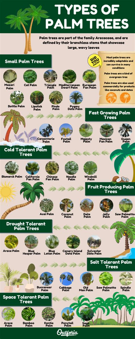 Types Of Palm Trees Chart