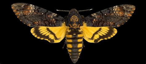 The Famous Death's-Head Hawkmoth | Critter Science