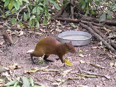 Honduras Wildlife Photos ~ Traveler Photographs.com