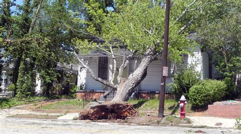 How Close to a House Can a Tree Be Removed? - Mud Bricks