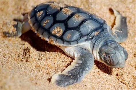 Australian Water Animals