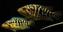 Yellow Cichlid – Electric, Lab, African, Peacock, Black, Care, Breeding, Dwarf, Zebra, Tank ...