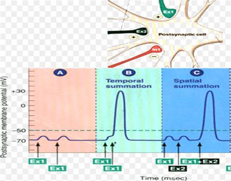 Excitatory Postsynaptic Potential Action Potential Neuron Membrane Potential, PNG, 1019x801px ...