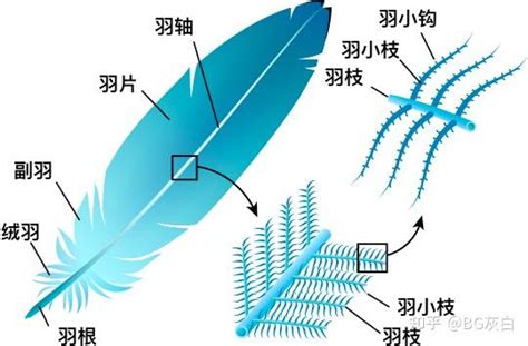 鹦鹉如何产生蓝色羽毛？ - 知乎