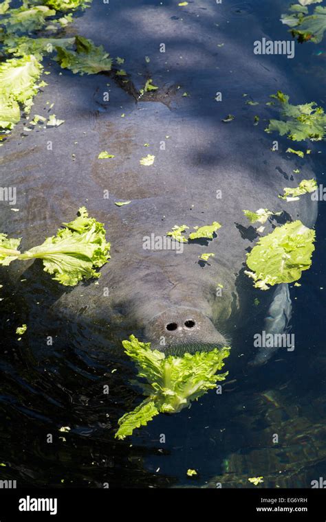 Manatee eating lettuce hi-res stock photography and images - Alamy