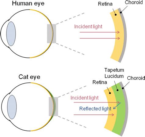 Tapetum Lucidum Diagram