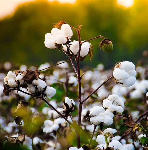 Royalty Free Cotton Plant Pictures, Images and Stock Photos - iStock