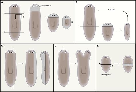 The Cellular and Molecular Basis for Planarian Regeneration: Cell