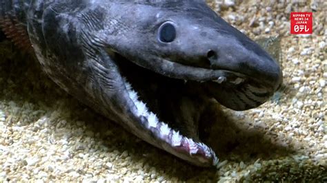 Frilled Shark Facts For Kids | Kids Matttroy