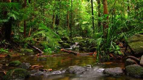 1920X1080 Jungle Wallpapers - Top Free 1920X1080 Jungle Backgrounds ...