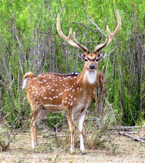 Axis buck | Animals, Deer family, Deer