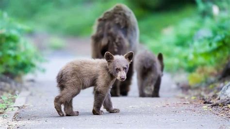 Fearless, Friendly Behavior in Black Bears Concerns Biologists - EcoWatch