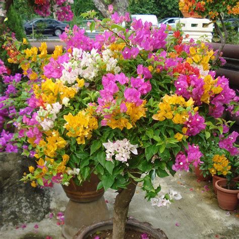 100 Mix-color Bougainvillea Spectabilis Willd Flower Bonsai Seeds High Quality | eBay