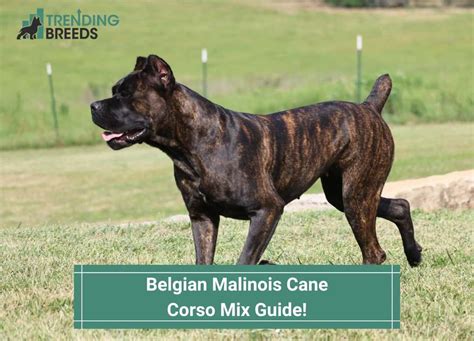 Belgian Malinois Cane Corso Mix Guide! Is This Dog Right For You? (2024)