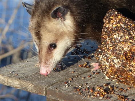 Possum eating - Winding Pathways