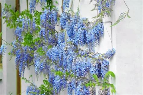 Blue Chinese Wisteria Tree Care and Planting Guide