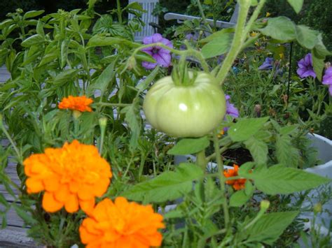 Companion Planting: Tomatoes, Marigolds and Basil | HubPages